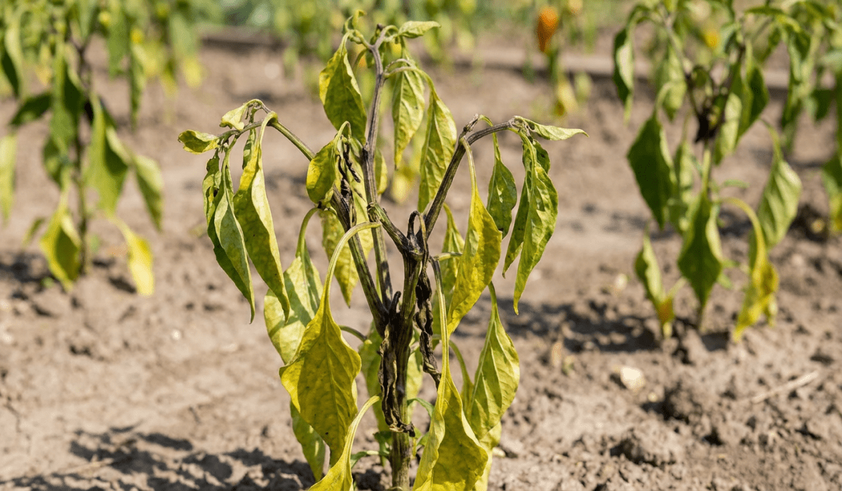 Vì sao bón phân đều nhưng cây vẫn chậm lớn?