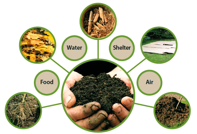 cách cải tạo đất khô cằn