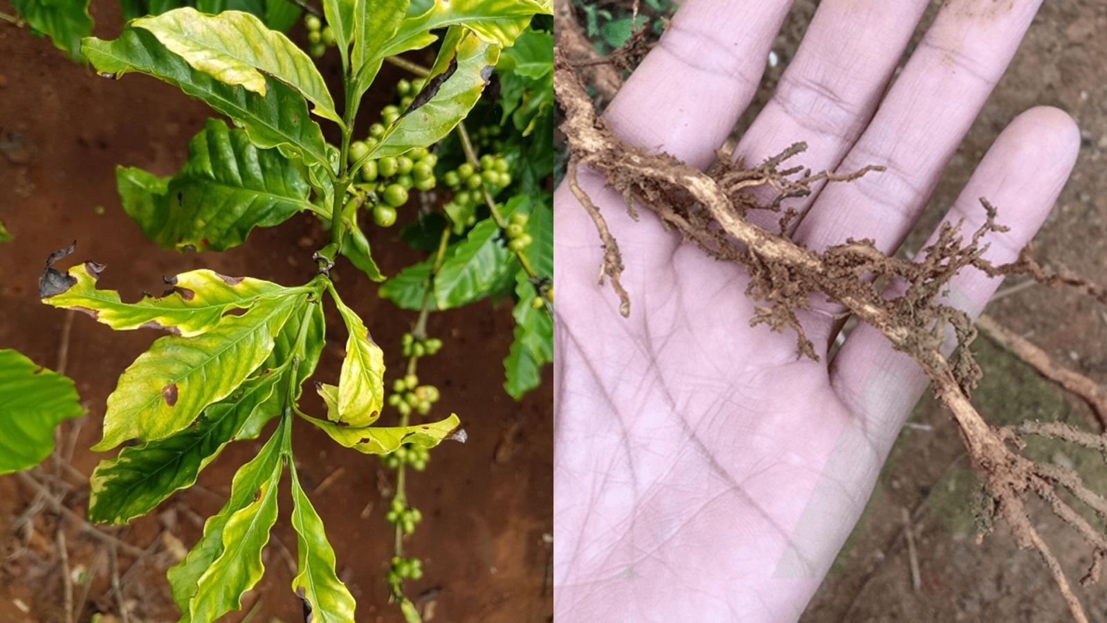 Tác dụng của Humic đối với cây trồng