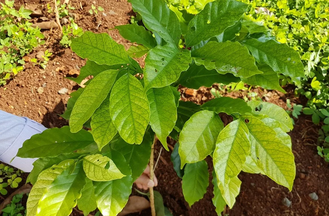 Cách chăm sóc cà phê mới trồng