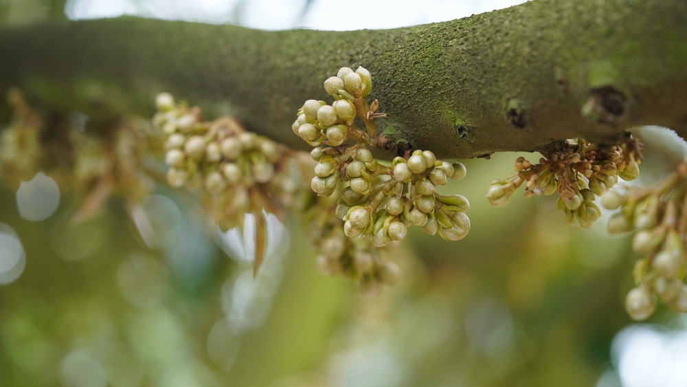 kỹ thuật chăm sóc sầu riêng ra hoa đậu trái