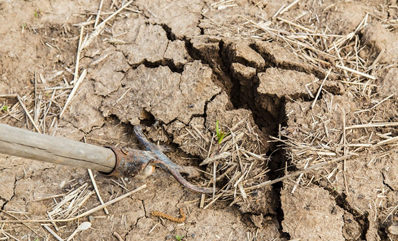 5 Cách Cải tạo Đất Khô Cằn Hiệu Quả Nhất 