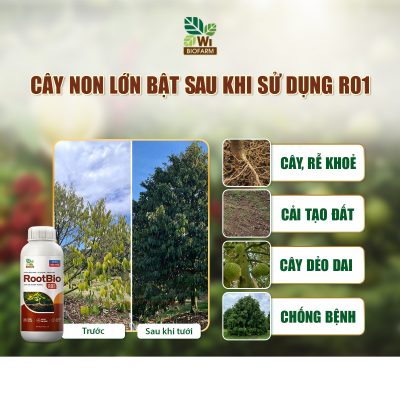 cách chăm sóc cà phê mới trồng