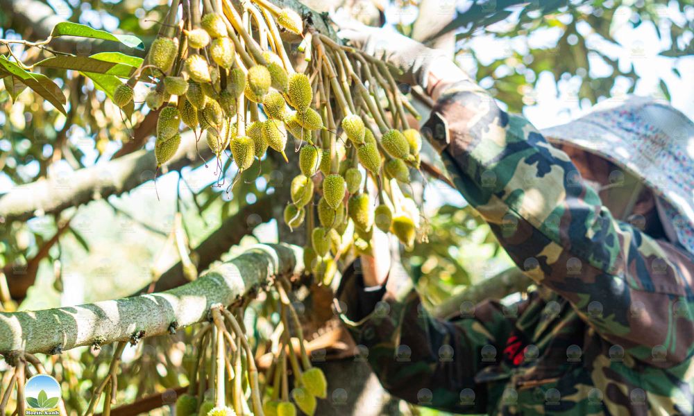 Kỹ Thuật Chăm Sóc Sầu Riêng Ra Hoa Đậu Trái