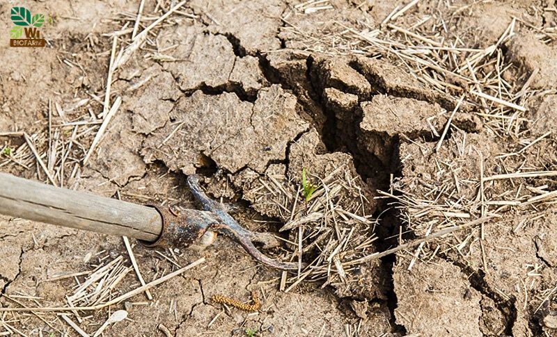 Vì sao bón phân đều nhưng cây vẫn chậm lớn?