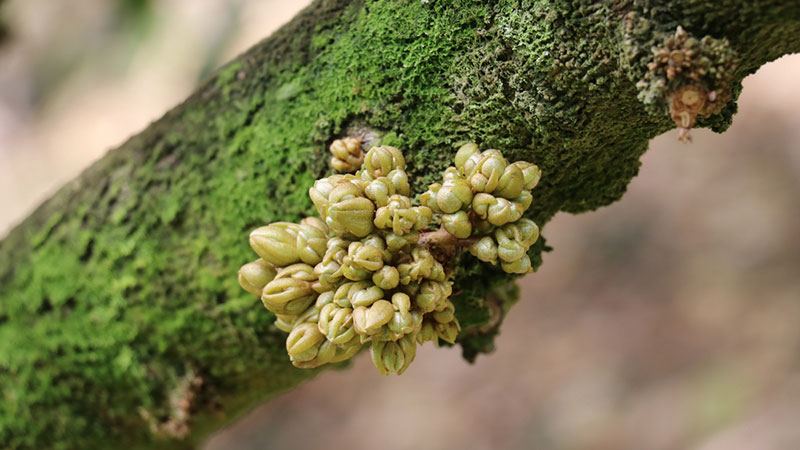 kỹ thuật chăm sóc sầu riêng ra hoa đậu trái