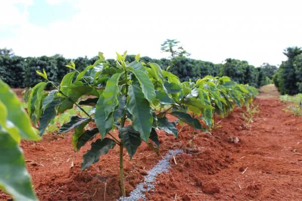 cách chăm sóc cà phê mới trồng