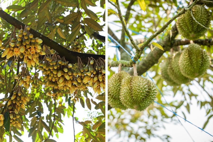 kỹ thuật chăm sóc sầu riêng ra hoa đậu trái