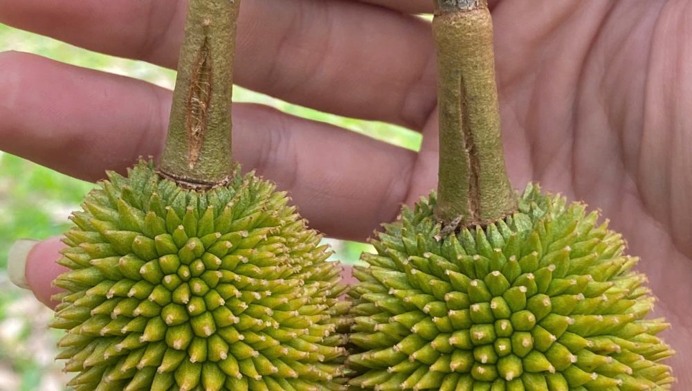 kỹ thuật chăm sóc sầu riêng ra hoa đậu trái