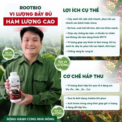 cà phê rụng trái non hàng loạt