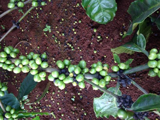 cà phê rụng trái non hàng loạt