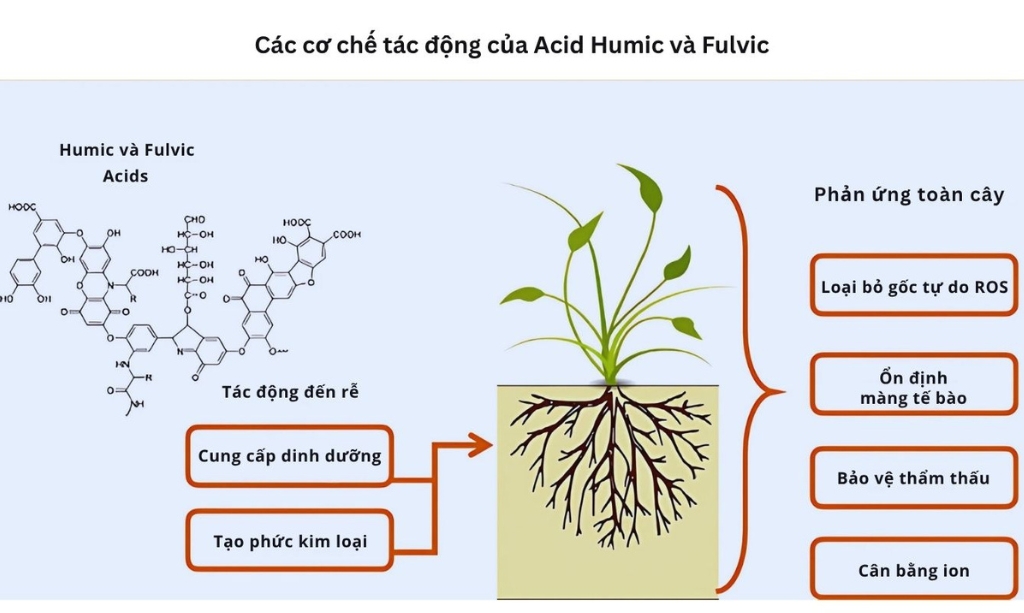 Tác dụng của humic đối với cây trồng