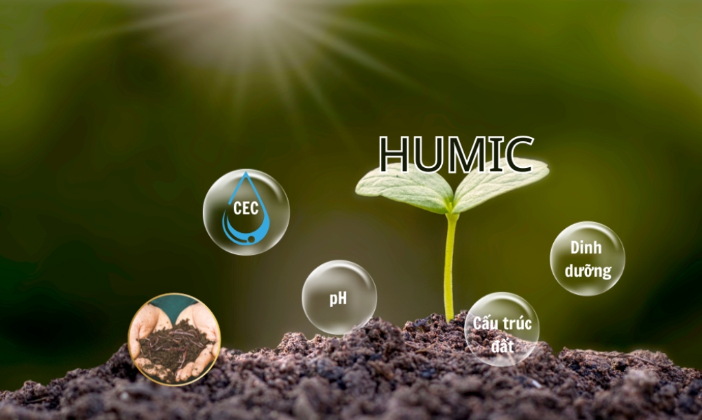 Tác dụng của humic đối với cây trồng